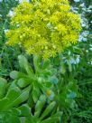 Aeonium arboreum