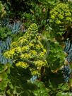 Aeonium arboreum