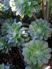 Aeonium arboreum