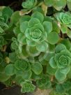 Aeonium haworthii