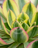 Aeonium Sunburst