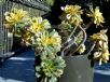 Aeonium Sunburst