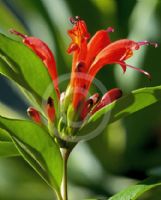 Aeschynanthus pulcher