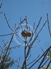 Aesculus californica