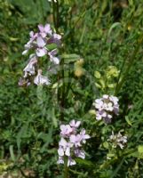 Aethionema grandiflorum