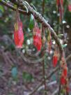 Agapetes serpens