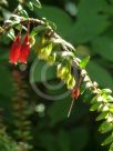 Agapetes serpens