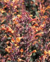 Agastache aurantiaca Apricot Sprite