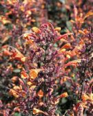 Agastache aurantiaca Apricot Sprite