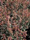 Agastache aurantiaca Apricot Sprite