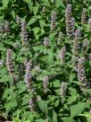 Agastache foeniculum