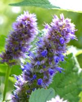 Agastache rugosa