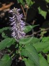 Agastache rugosa