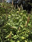 Agastache rugosa