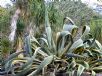 Agave americana Marginata