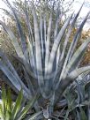 Agave americana