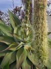 Agave attenuata