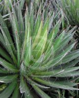 Agave filifera