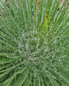 Agave geminiflora