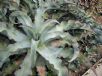 Agave gypsophila