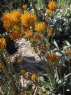 Agave gypsophila