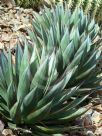 Agave Blue Glow