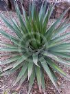 Agave ocahui ocahui