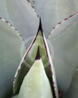 Agave parryi