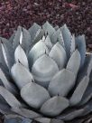 Agave parryi