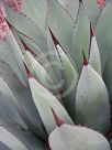 Agave parryi