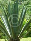 Agave sisalana