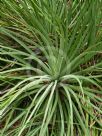 Agave stricta