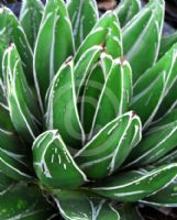 Agave victoriae-reginae