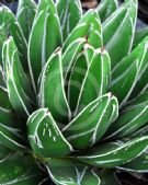 Agave victoriae-reginae