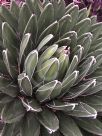 Agave victoriae-reginae