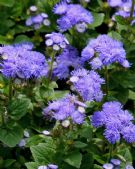 Ageratum houstonianum