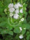 Ageratum houstonianum