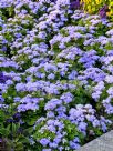 Ageratum houstonianum