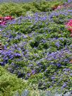 Ageratum houstonianum