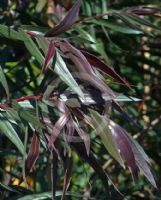 Agonis flexuosa purpureum Burgundy