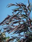 Agonis flexuosa purpureum Burgundy