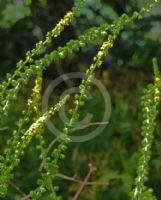 Agrimonia eupatoria