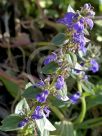 Ajuga australis