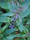 Ajuga australis