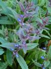 Ajuga australis