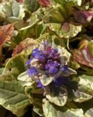 Ajuga reptans Burgundy Glow