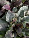 Ajuga reptans Burgundy Glow