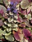 Ajuga reptans Burgundy Glow