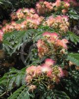 Albizia julibrissin