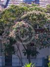 Albizia julibrissin